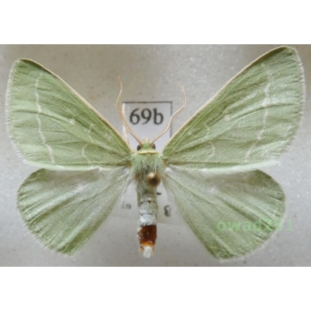 Thetidia smaragdaria (Fabricius, 1787) Czech69b